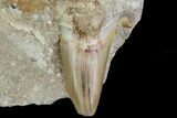 Large, Otodus Shark Tooth Fossil In Rock - Eocene #87030-1